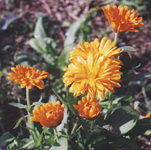 Calendula officinalis