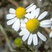 Matricaria chamomilla< (Chamomile)