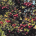 Crataegus