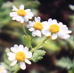 Feverfew