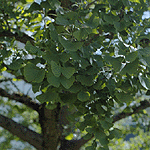 Ginkgo