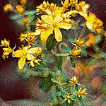 Hypericum