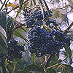 Sambucus