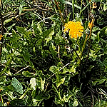 Taraxacum