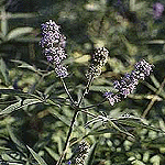 Vitex